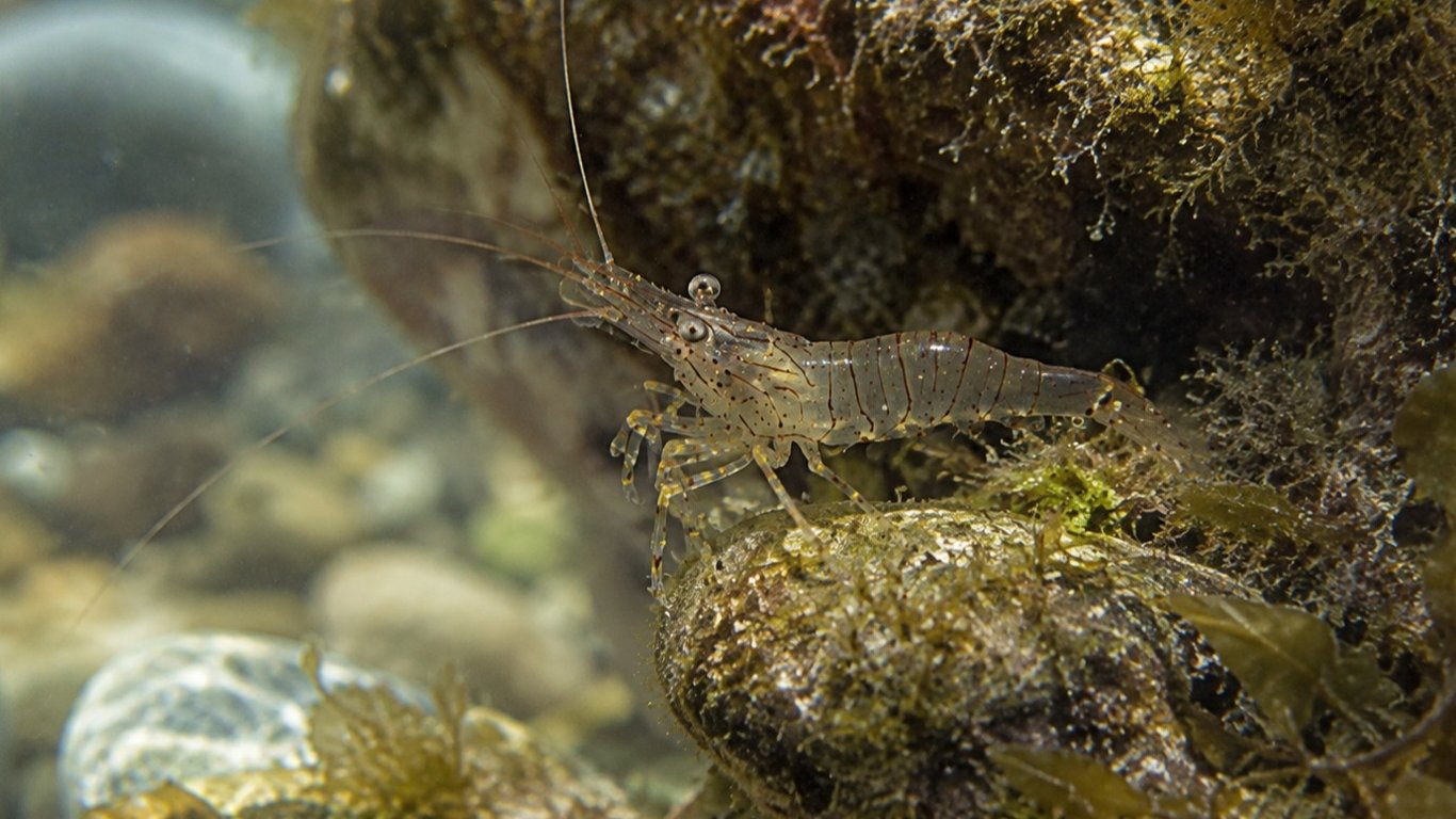 La crevette bouquet, un appât très attractif pour de nombreuses espèces de poissons.