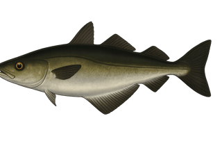 Lieu noir - Pollachius virens