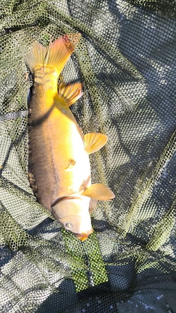 Image 1 — Débutant pêche a la carpe au coup