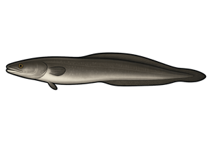 Congre noir - Conger orbignianus