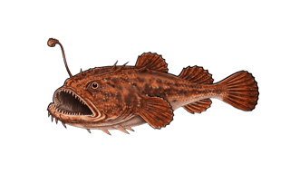 Baudroie rousse - Lophius budegassa