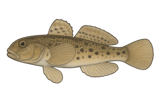 Gobie à taches noires - Neogobius melanostomus