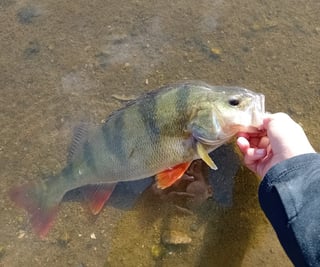 Avatar de Crosse fishing