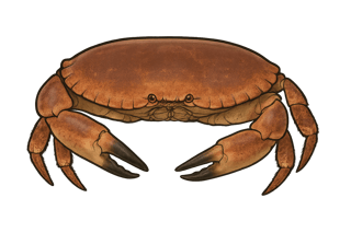 Tourteau - Cancer pagurus