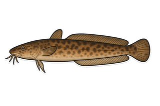 Motelle à cinq barbillons - Ciliata mustela