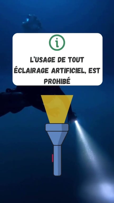 Chasse sous-marine débutant : règles et sécurité essentielles