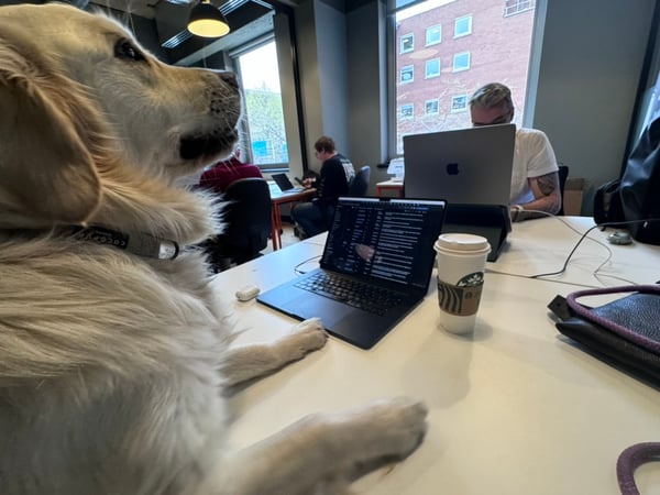 Golden Retriever 'Vera', vibe coding some internal tooling to schedule walkies.