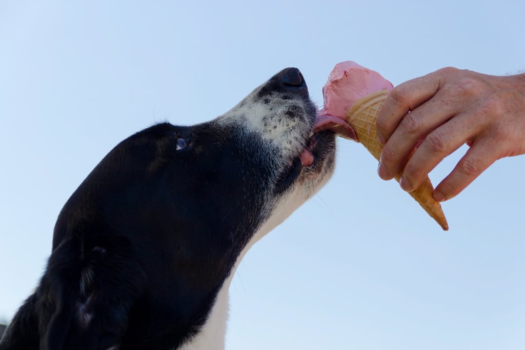 Probablemente no sea un helado para perros. Pero cada vez más heladerías ofrecen también una variedad sin azúcar para los amigos de cuatro patas.