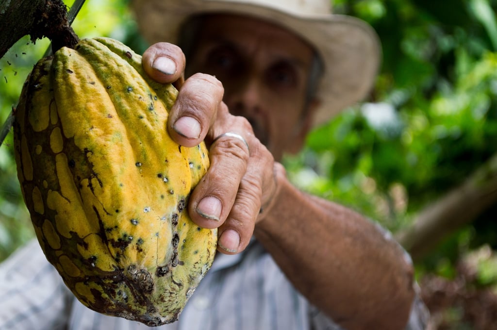 Agricultor recogiendo un fruto de cacao
