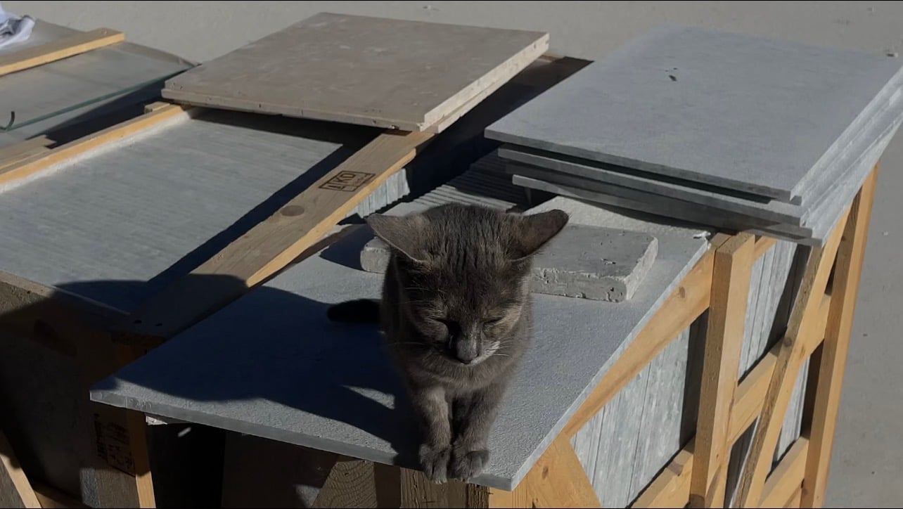 A grey cat sitting on thin stone slabs packed into open wooden crates, in low afternoon sun.