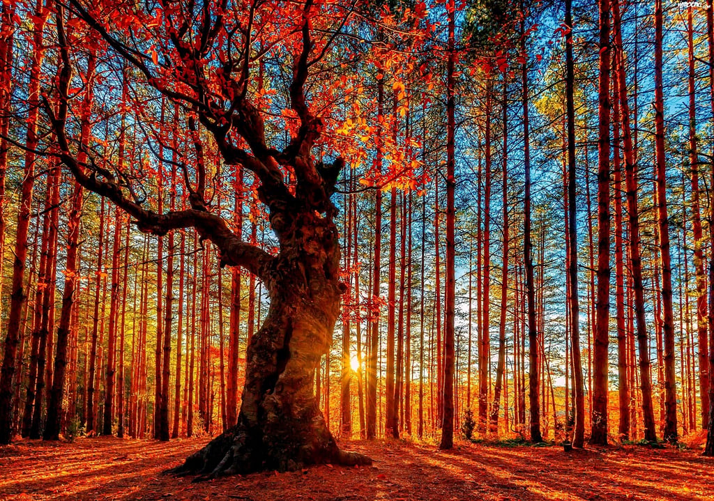Gelukkig en gezond zijn in de herfst_maak een boswandeling magnesium