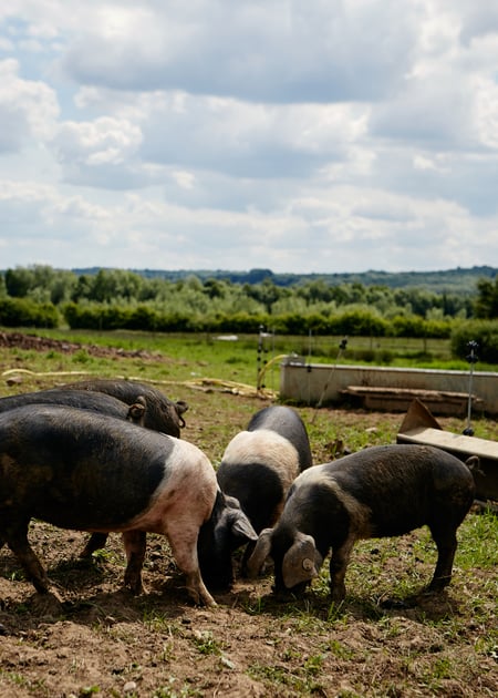 Season’s Eatings: the country’s best garden restaurants