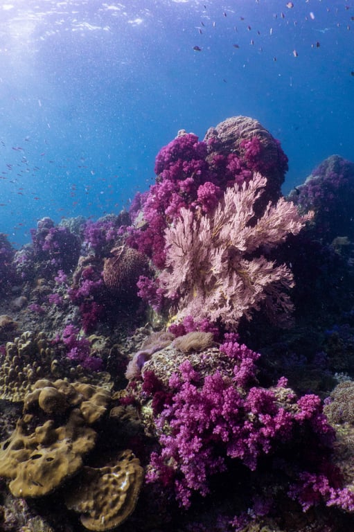 South Andaman diving, Hin Daeng