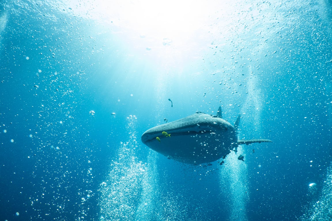 Whale shark encounter in Thai waters