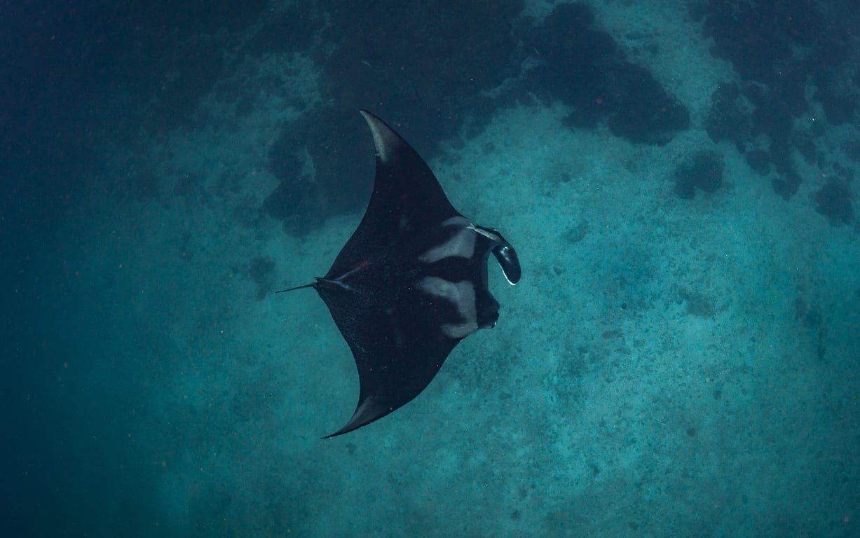 Similan Islands diving, North Andaman