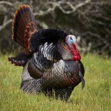 Bremond Turkey Trot logo