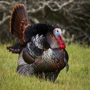 Bremond Turkey Trot Logo