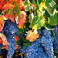 2026 Napa Fall Wine Country Marathon, Half Marathon, 10K, & 5K Logo