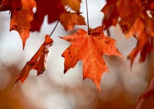 2026 Leaf Peeper Half Marathon Logo