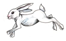 GRAFORD JACKRABBIT 5K RUN logo