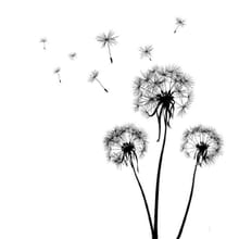 Dandelion Run - 5k / 10k Trail Race logo
