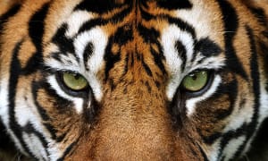 Tiger 10 Miler - 9th Annual Trail Race Logo