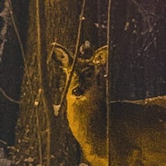 Les Cerfs logo