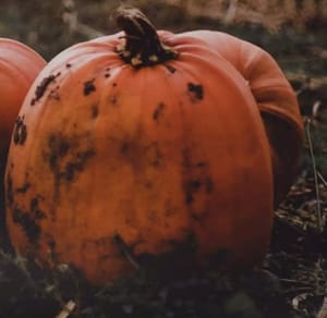 The Great Pumpkin Haul Logo