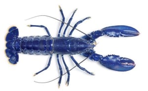 Blue Lobster 4-Miler Logo