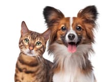Members Only 5 Hours for the Cats & Dogs logo
