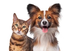 Members Only 5 Hours for the Cats & Dogs Logo