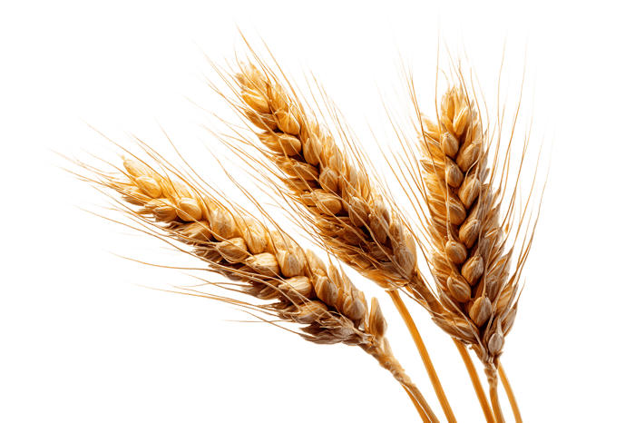Ripe wheat stalks symbolize harvest, abundance, and nourishment.
