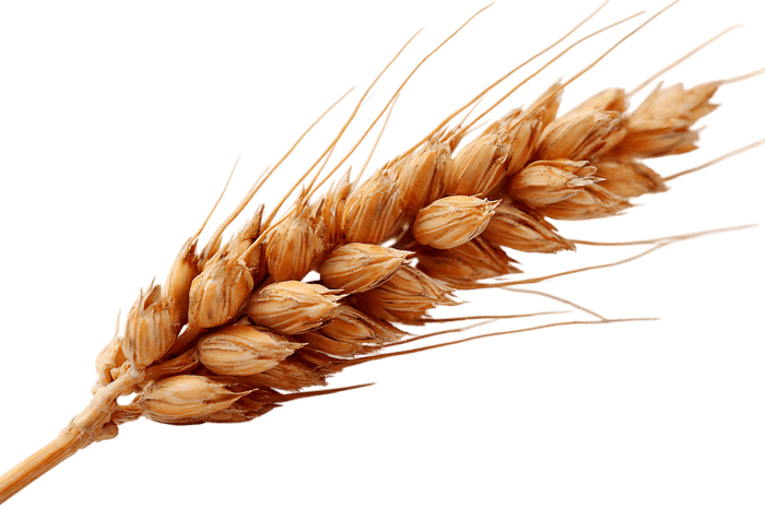 Close up of a ripe wheat ear against a black background.