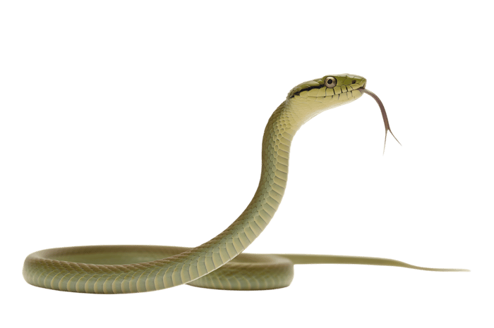 Green snake with tongue out