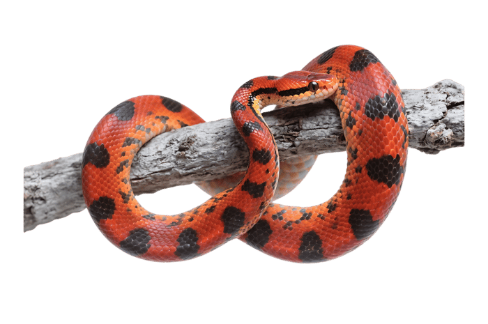 Vibrant corn snake coiled on branch