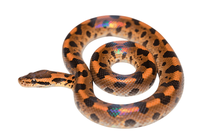 Amazon tree boa coiled up on a transparent background