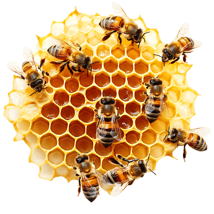 Honeybees working on honeycomb
