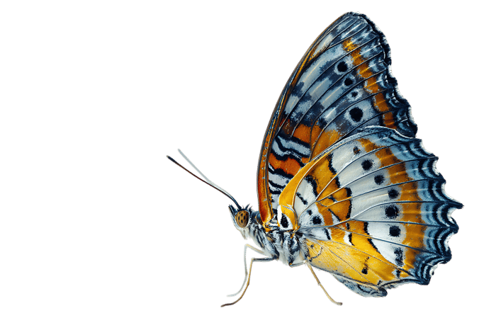 Close up of a vibrant butterfly with intricate wing patterns.