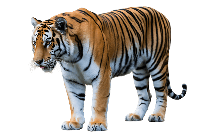 Walking bengal tiger with tongue out
