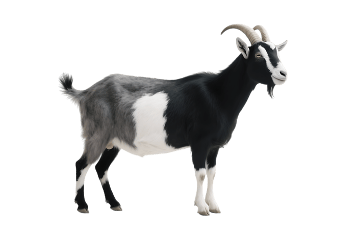 Standing black, gray, and white goat with horns