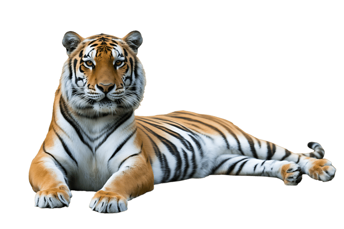 Striking tiger lying down isolated on transparent background
