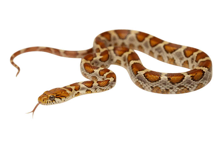 Corn snake with orange and brown pattern