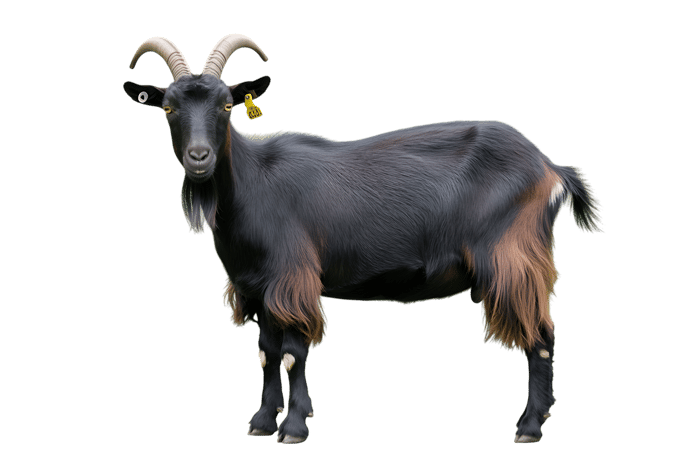Majestic black goat with horns