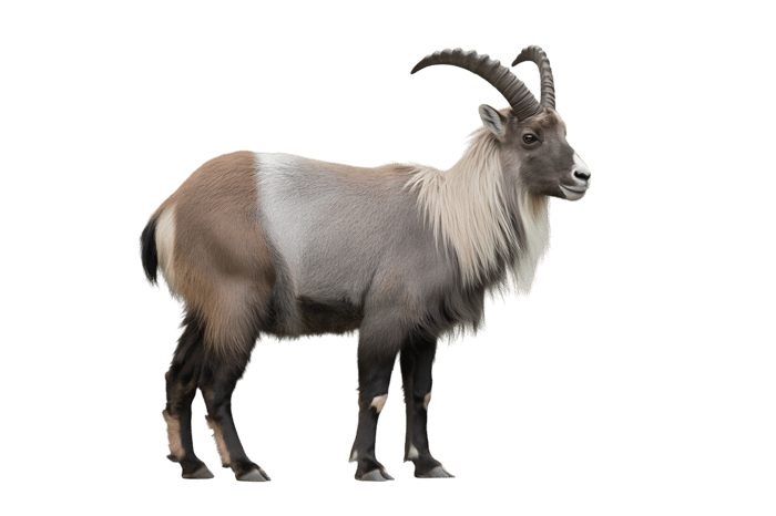 Majestic nubian ibex with curved horns on black