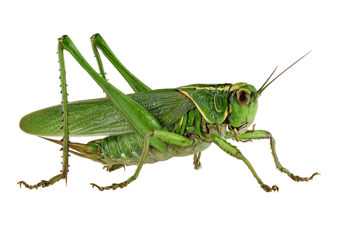 Close up of a vibrant green grasshopper