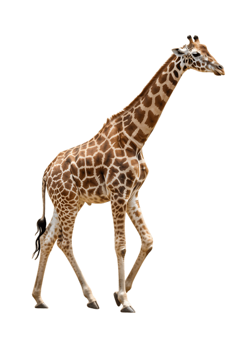 Full body of giraffe walking
