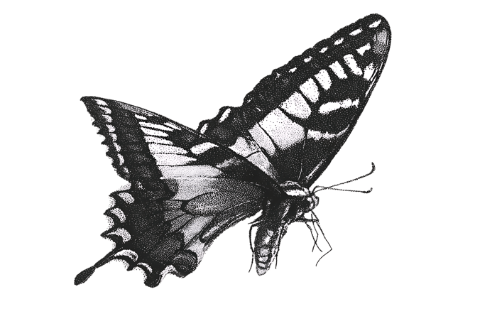 Detailed black and white illustration of a butterfly with intricate wing patterns