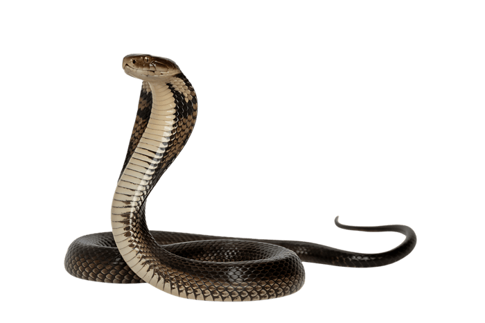 Menacing cobra posed with hood extended