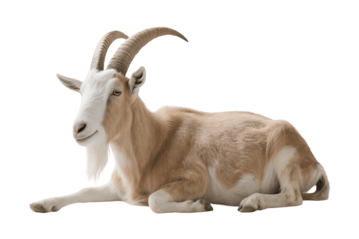 Resting goat with horns, tan fur, and white face