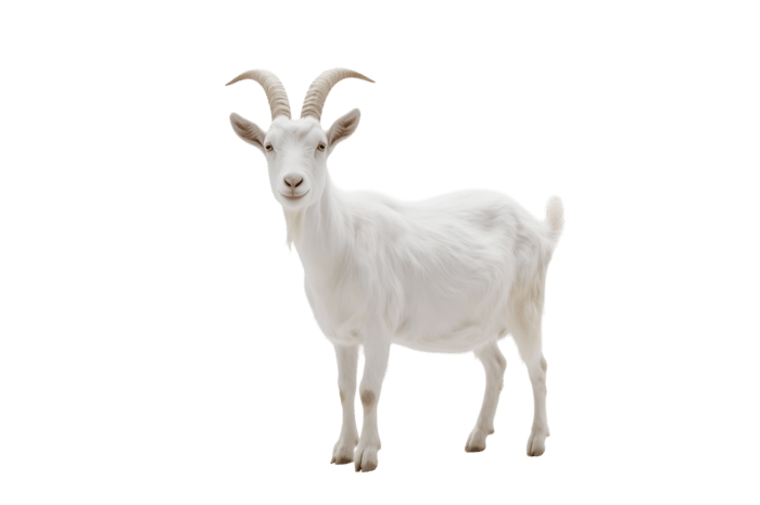 Full body of a white goat with horns isolated on transparent